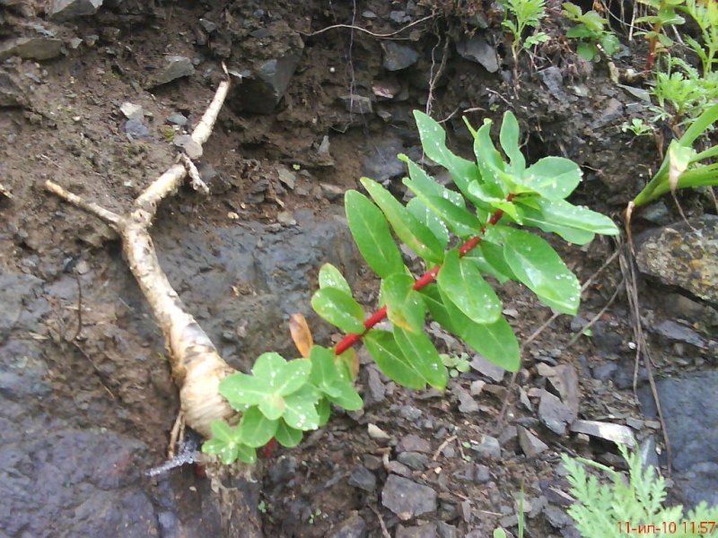 Euphorbia komaroviana Молочай Комарова на острове Рейнеке