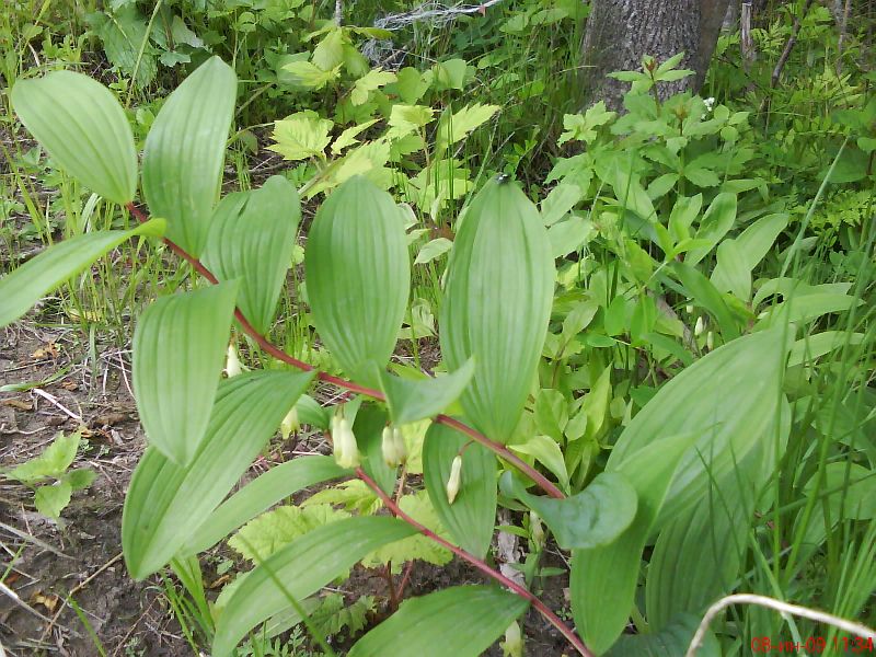 Polygonatum odoratum (Mill.) Druce (семейство Convallariaceae)  упена душиста¤ ( упена лекарственна¤,  упена обыкновенна¤, —оломонова печать) на острове –ейнеке.