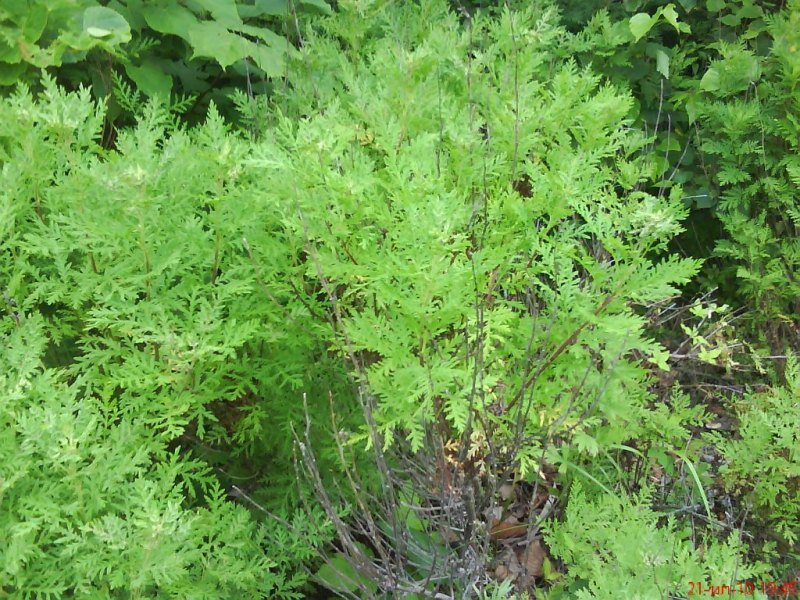 Artemisia gmelinii   ( )   .