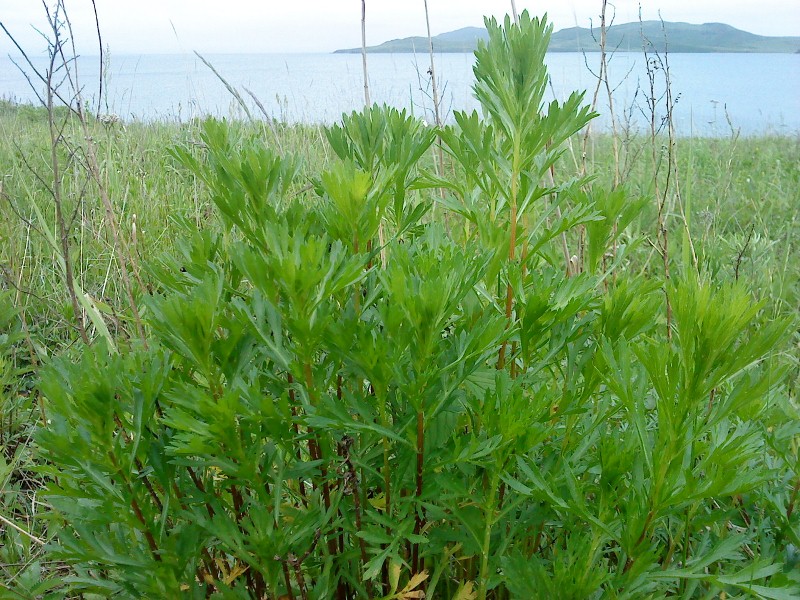 Artemisia keiskeana Полынь Кейзке на острове Рейнеке.