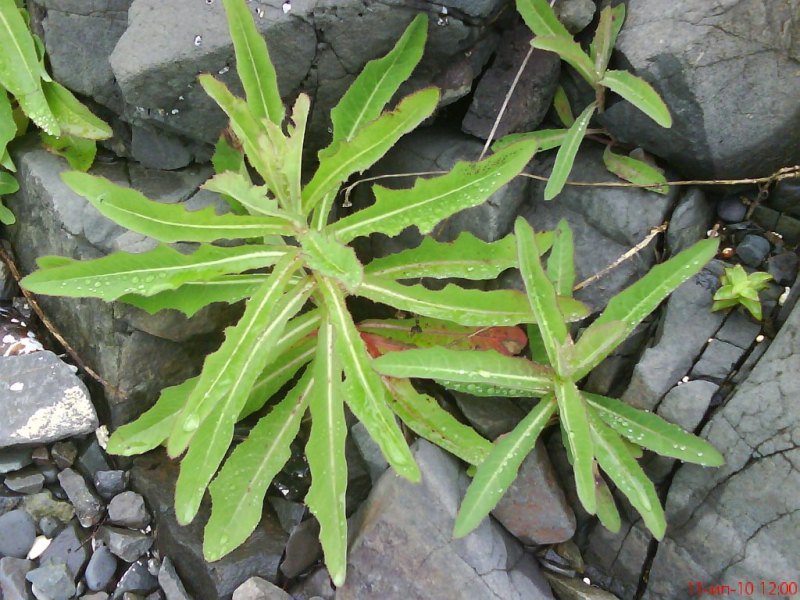 Sonchus arvensis ssp. uliginosus     