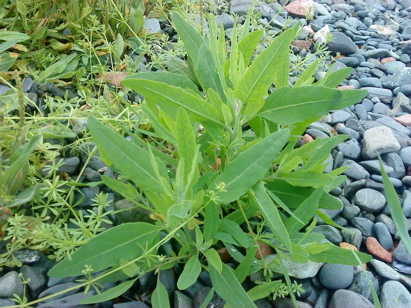 Chenopodium bryoniifolium Марь бриониелистная на острове Рейнеке