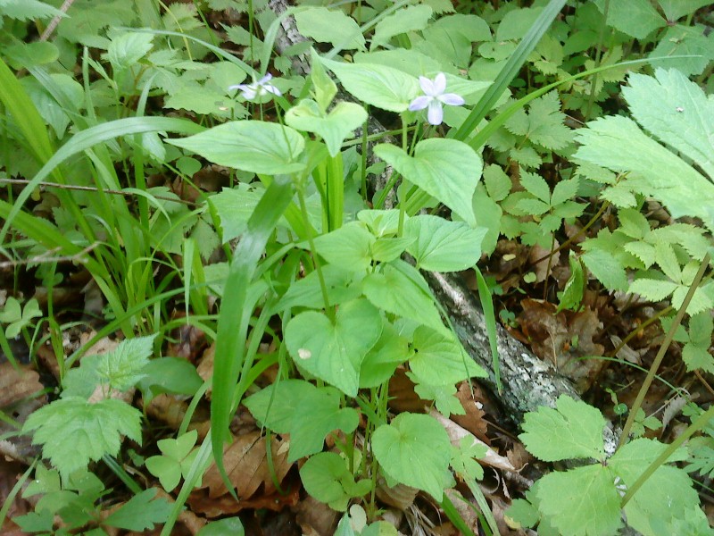 Viola acuminata Фиалка приострённая (Фиалка Турчанинова) на острове Рейнеке.