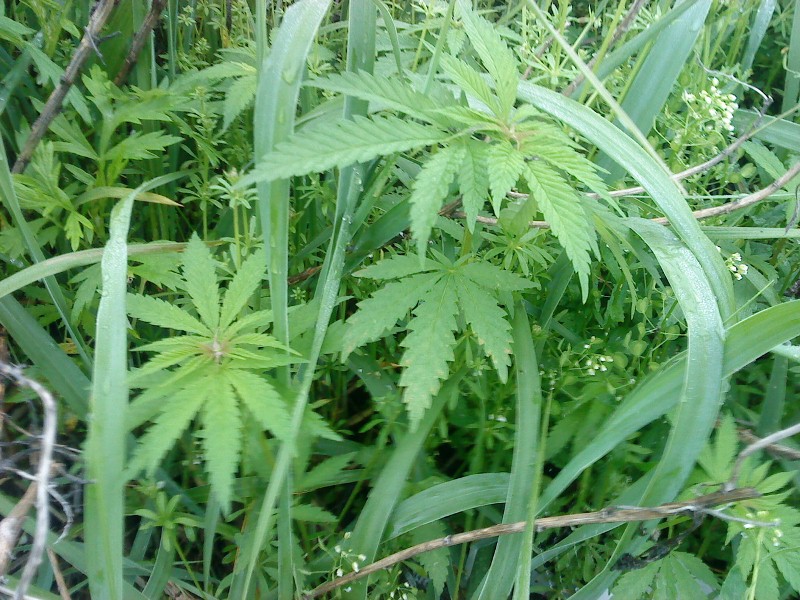 Cannabis sativa Конопля посевная (Конопля обыкновенная) на острове Рейнеке