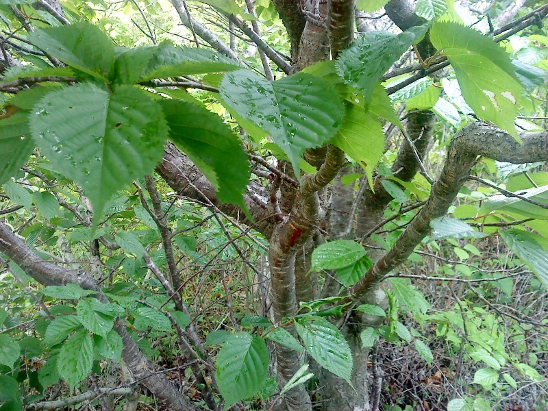 Cerasus sachalinensis Вишня сахалинская на острове Рейнеке