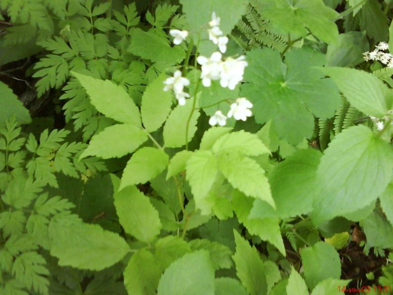 Cardamine leucantha Сердечник белоцветковый (Сердечник белый) на острове Рейнеке