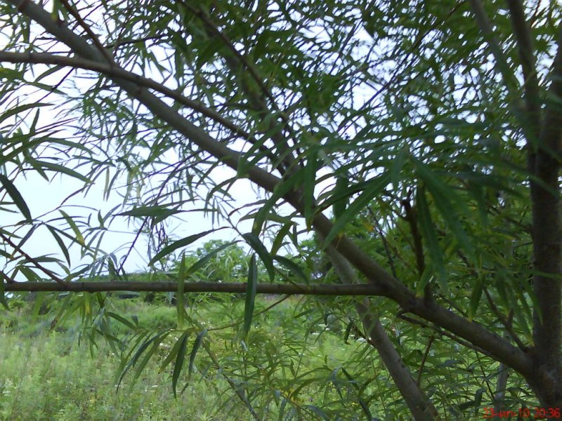 Salix pierotii Ива Пьеро на острове Рейнеке