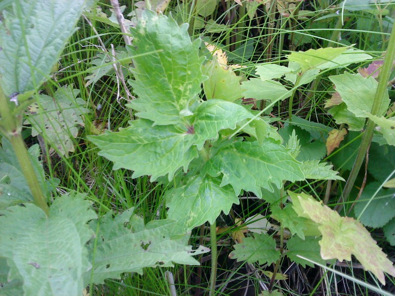 Cardamine macrophylla Сердечник крупнолистный на острове Рейнеке