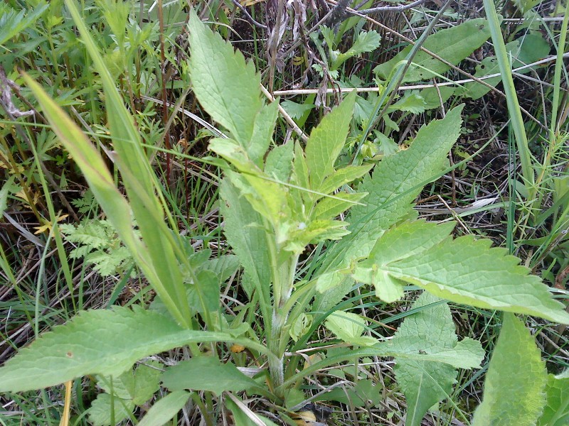 Patrinia scabiosifolia Патриния скабиозолистная на острове Рейнеке