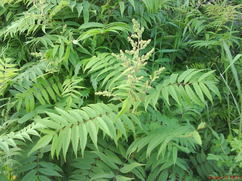 Sorbaria sorbifolia –¤бинник р¤бинолистный острове –ейнеке