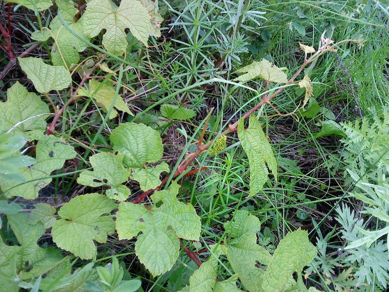 Vitis amurensis (Виноград амурский) на острове Рейнеке