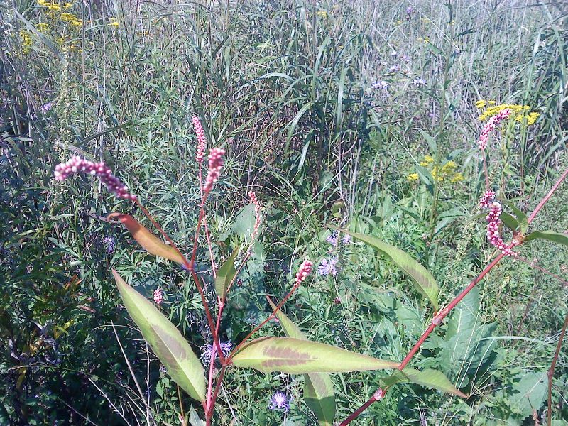 Persicaria maculata Горец пятнистый на острове Рейнеке
