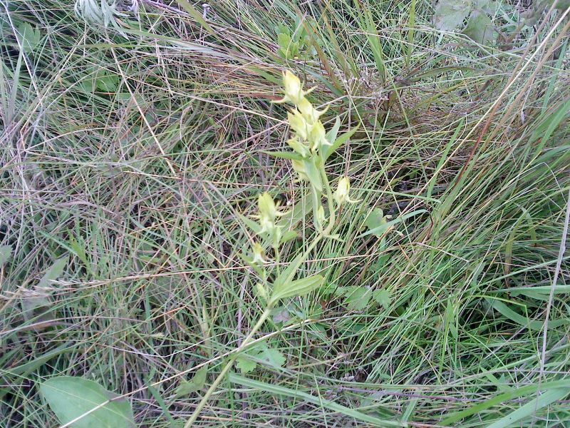 Halenia corniculata Галения рогатая на острове Рейнеке