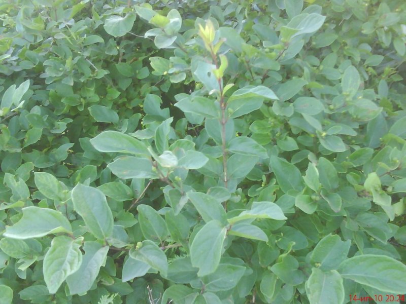 Salix abscondita   ( ,  ,  ,  )   
