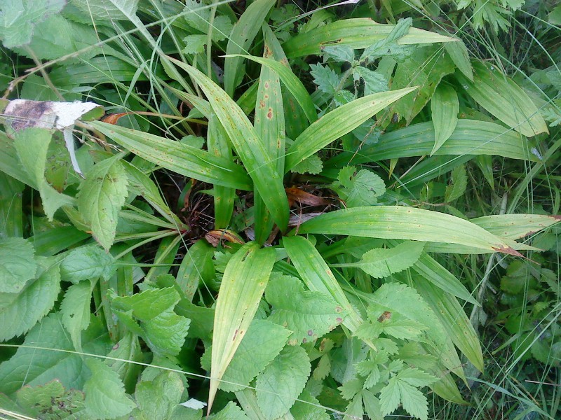 Carex siderosticta Осока ржавопятнистая на острове Рейнеке