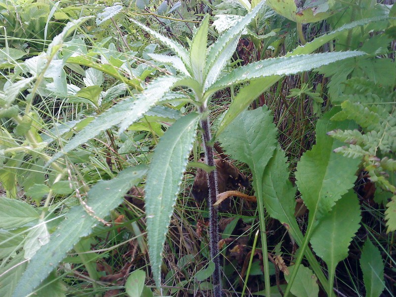 Cirsium vlassovianum Бодяк Власова на острове Рейнеке