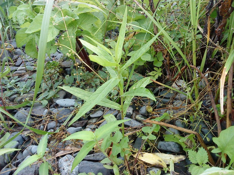 Persicaria longiseta Горец длиннощетинковый на острове Рейнеке