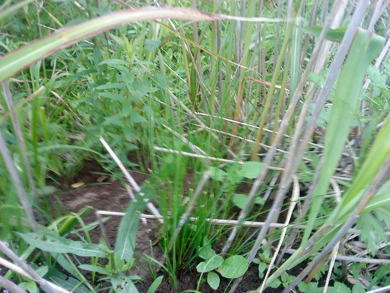 Carex ussuriensis Осока уссурийская на острове Рейнеке