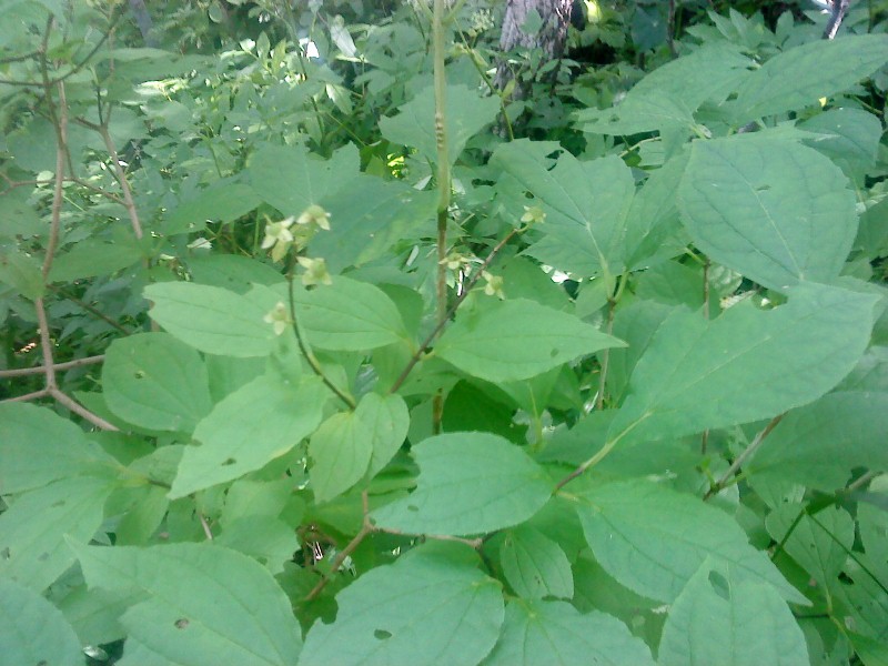 Philadelfus tenuifolia („убушник тонколистный) на острове –ейнеке