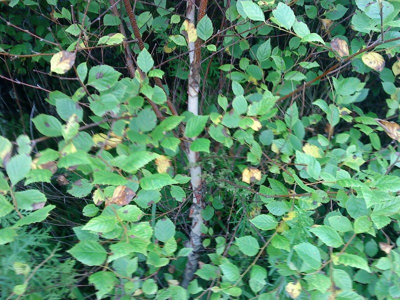 Betula davurica Берёза даурская на острове Рейнеке