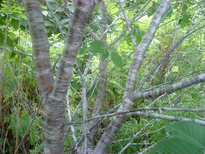 ћелкоплодник ольхолистный, ствол дерева на острове –ейнеке