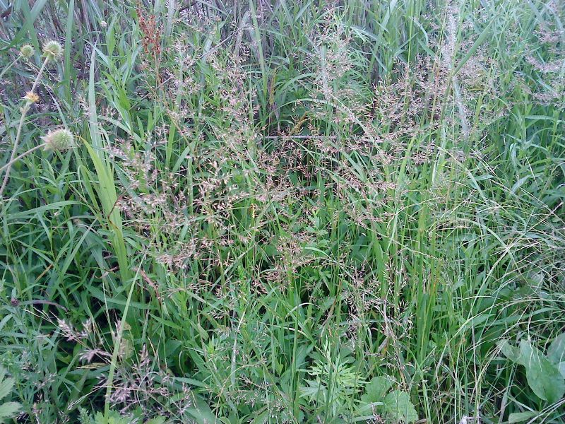 Calamagrostis epigeios Вейник наземный на острове Рейнеке