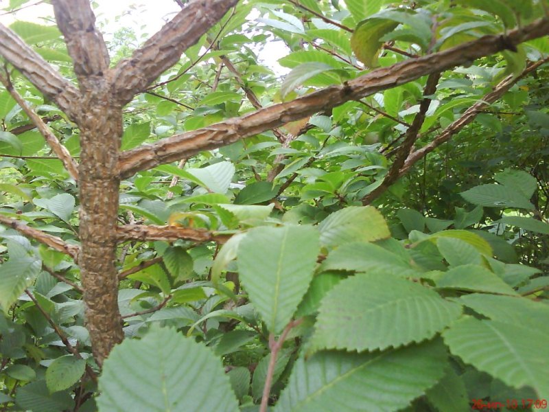 Ulmus japonica ¬¤з ¤понский на острове –ейнеке