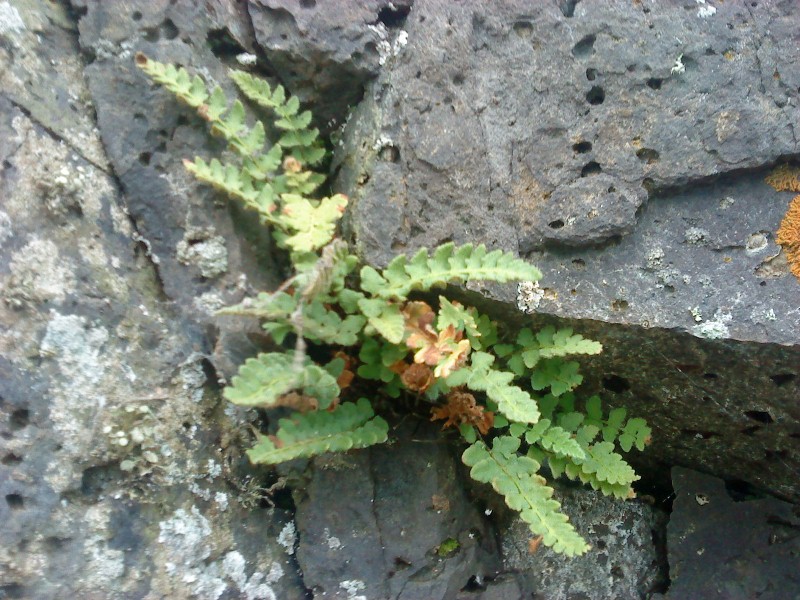 Polystichum craspedosorum ћногор¤дник укорен¤ющийс¤ на острове –ейнеке