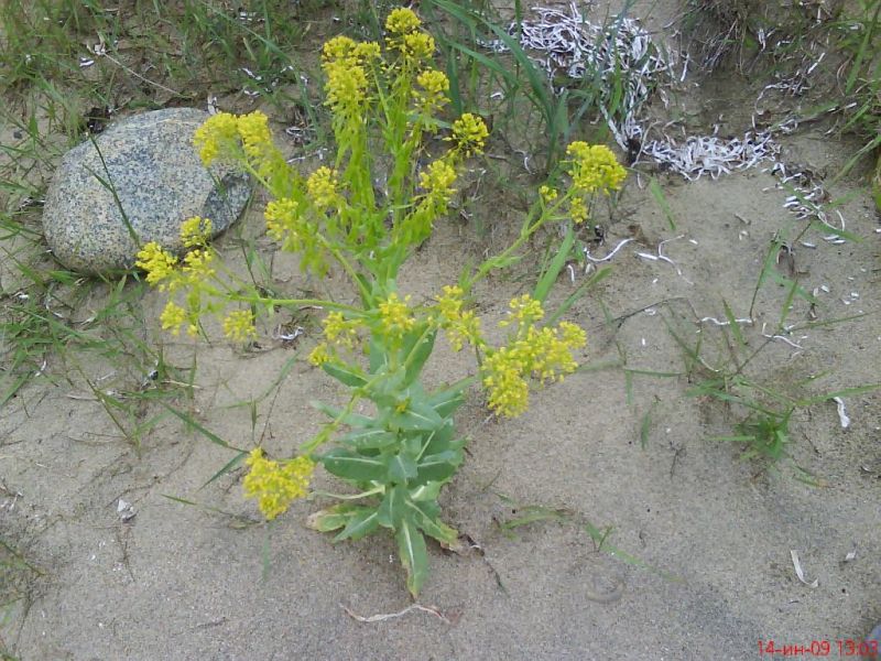 Isatis tinctoria L. (семейство Brassicaceae) ¬айда красильна¤ на острове –ейнеке